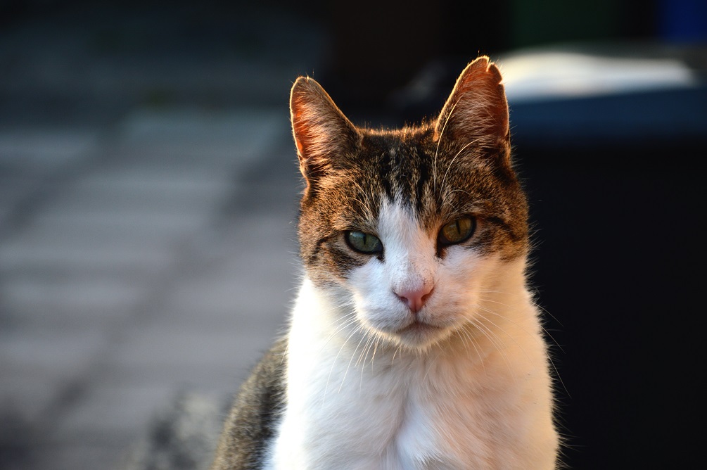 Posing Cat