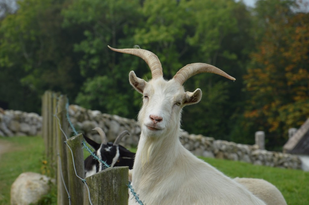 Acting the Goat