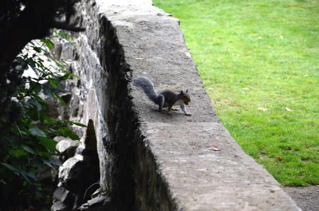 Squirrel at Antrim Castle Gardens